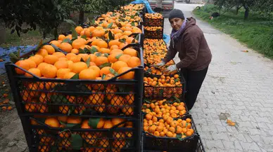 Hatay’da Mandalina İsyanı: Çiftçi Kazanamıyor, Tüketici Pahalı Alıyor!